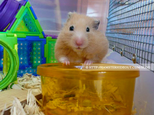 Hamster Hideout