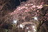 タングステン光の夜桜