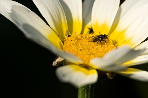 la mosca en una cama de polen