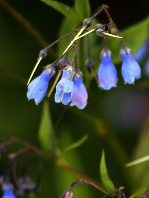 Blue bell-like flowers 20110618