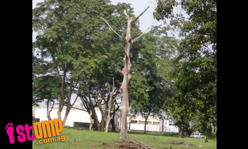  Dangerous tree stumps in Teban Gardens can lead to fatal accident