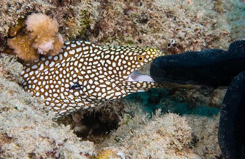 Whitemouth Moray and David's Index Finger