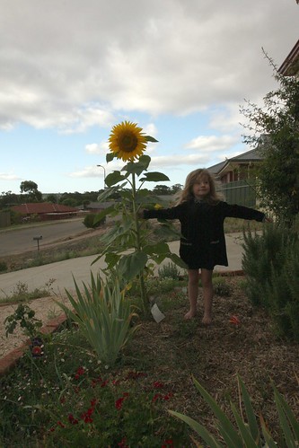 Sunflower and Chloe