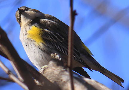 yellow-rumped warbler - curious