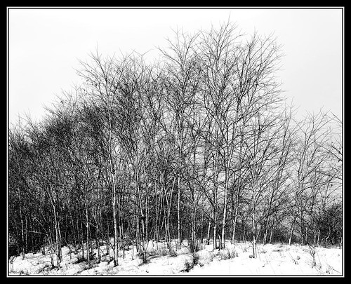 Ilford trees bw (by Silver Image)