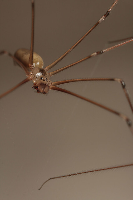 Longbodied Cellar Spider (Pholcus phalangioides)