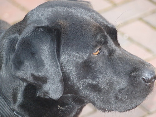 Alfie - black Labrador Retriever