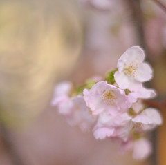 梅田 Cherry flowers