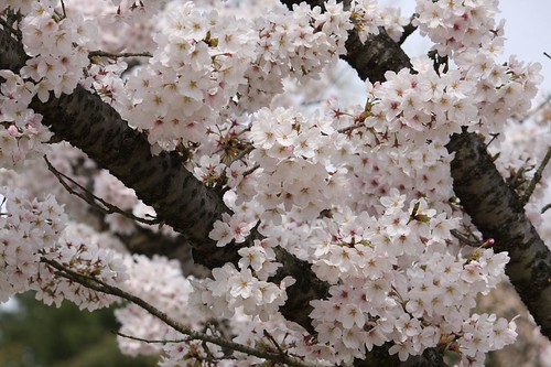 Prunus × yedoensis ソメイヨシノ