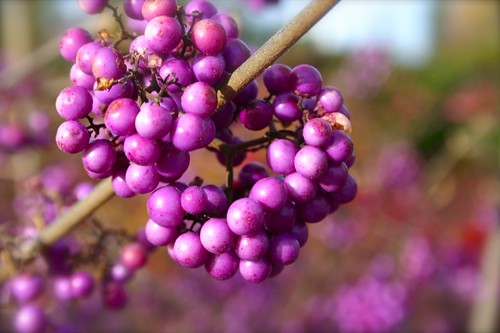 Beautyberry is truly beautiful