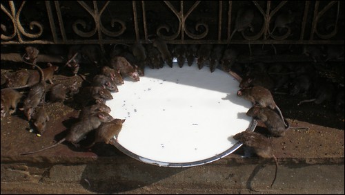 Rats drinking milk in Karni Mata Temple