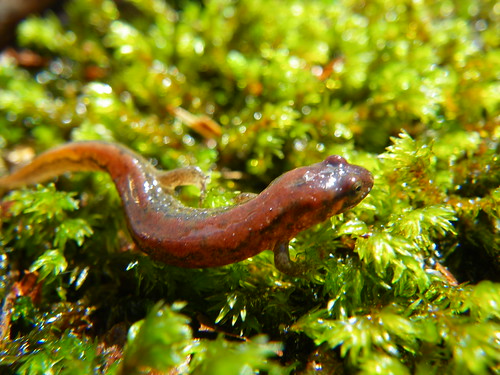 GSMNP Salamander