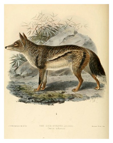 002-Chacal rayado-Dogs jackals wolves and foxes…1890- J.G. Kulemans