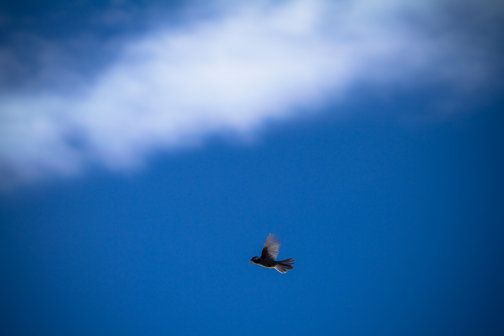Black-capped Chickadee, sky abstract