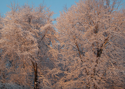 Snow Trees at Dawn by dbang