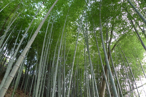 bamboo trees 2
