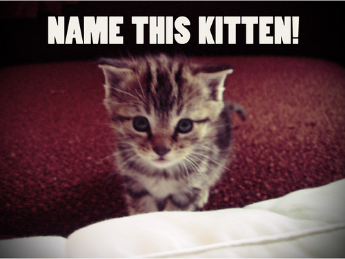 Name This Kitten Contest!