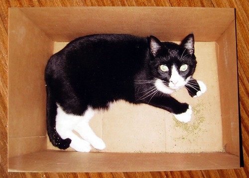 Soda in the catnip box - postcard