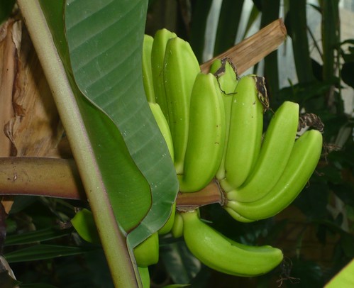 Banana hand