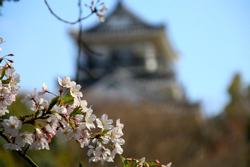 浜松城公園-Hamamatsu castle park