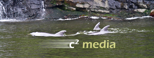 Dolphin Pod, Milford Sound