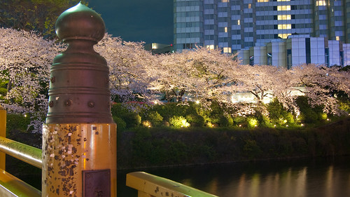 Sakura de noche
