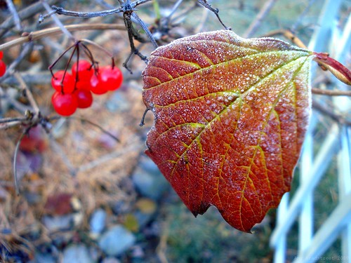 November comes and November goes, with the last red berries, and the first white snows. --E.Coatsworth