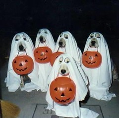 dogs in halooween  by Thamires-