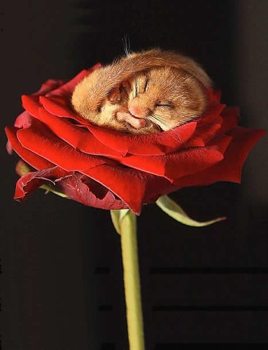 mouse-on-rose