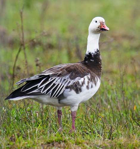 texas-geese