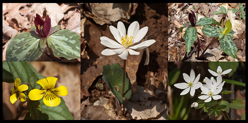 Betsy Rue|Oconee Station wildflower collage. Oconee Station wildflower collage