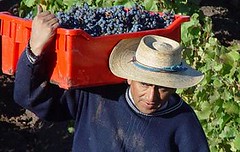 San Rafael: Suspenden multas para cosechadores en negro