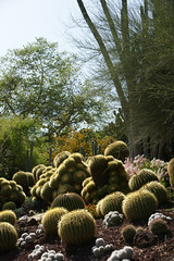 barrel cactus bed
