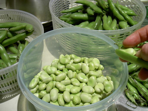 Broad bean harvest