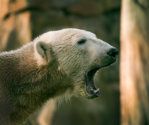  フリー画像| 動物写真| 哺乳類| 熊/クマ| シロクマ| 吠える| 叫ぶ|     フリー素材| 