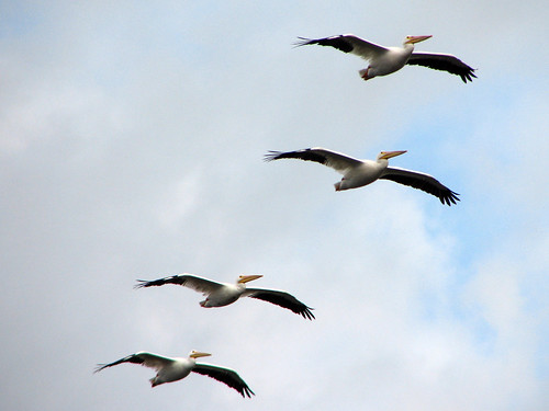 American White Pelicans