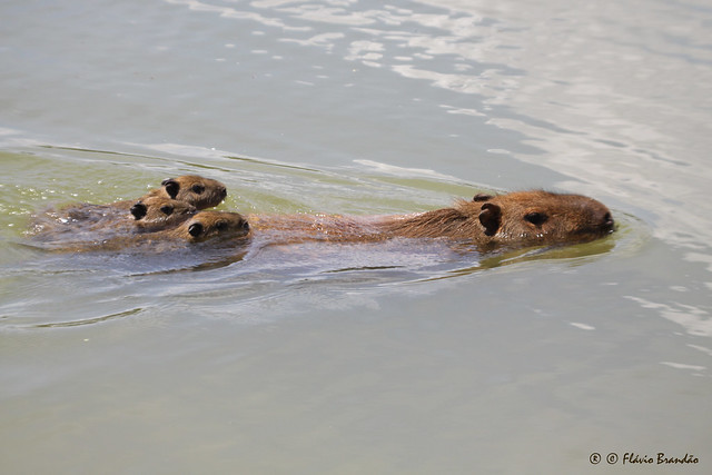 Srie com a Capivara (Hydrochoerus hydrochaeris) e os seus filhotes - Series with the Capybara and its nestlings - 12-12-2009 - IMG_7859 by Flvio Cruvinel Brando