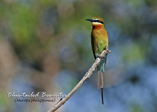Blue-tailed Bee-eater (Merops philippinus) by you.