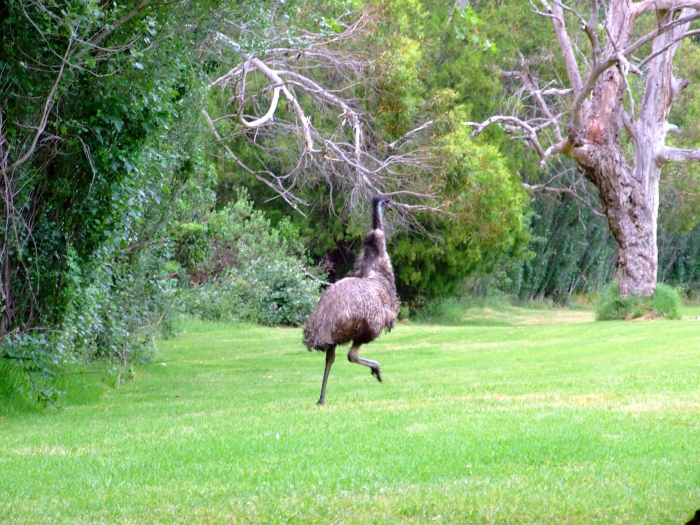 running emu