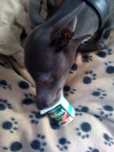 dog eating probiotic yogurt Currently the most promising probiotic for use