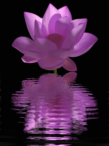 Lotus Flower (Purple Flower) - Animated - IMG_0515 by Bahman Farzad.