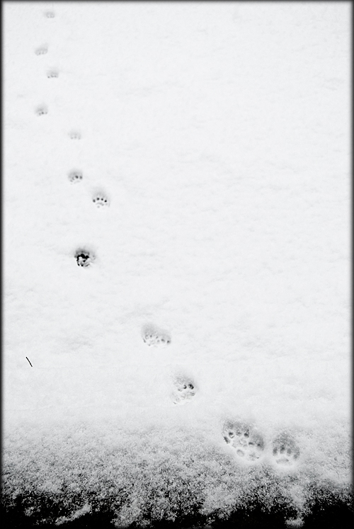 snow-footprints-bossy