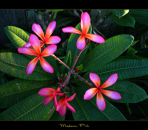 Hawaiian Flowers The Plumeria Madame Pele Here is another plumeria called 