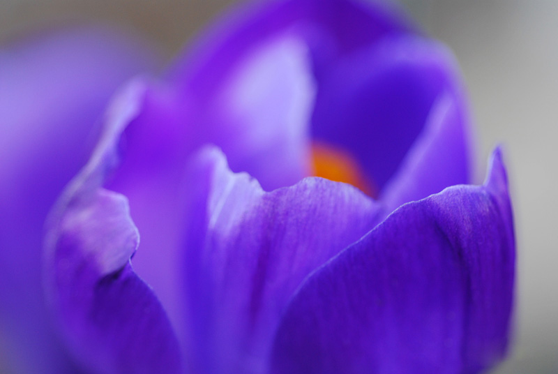 Crocus in the morning
