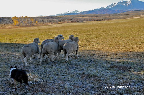 strang ranch sheep dog trials