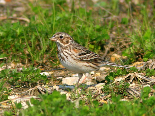 Vesper Sparrow 20100410