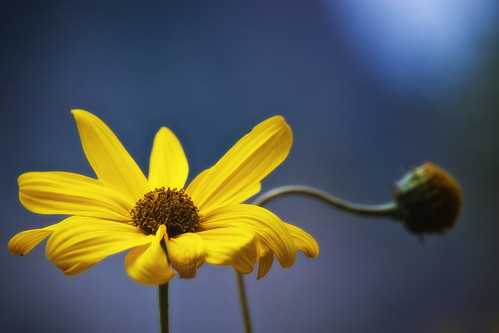 Yellow flower by Theophilos, on Flickr