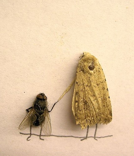 Fly/Moth Love