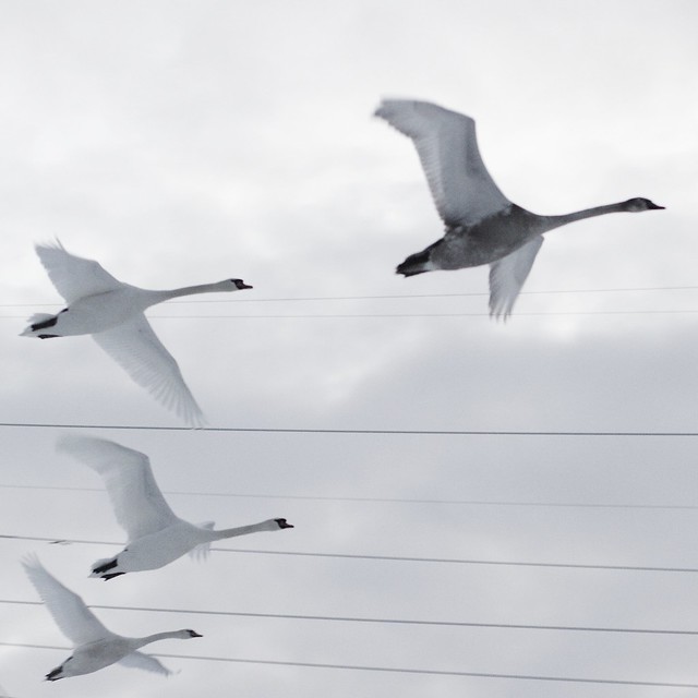 four swans in flight