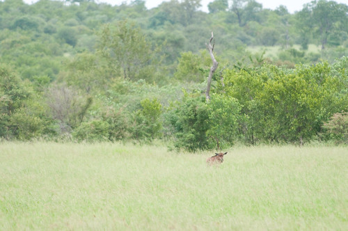 Bambi Wildebeest